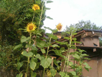 d0022345_1271555.jpg