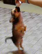 e0009391_11414339.gif