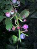 c0031804_2393095.jpg