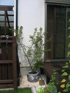 e0031568_1563613.jpg