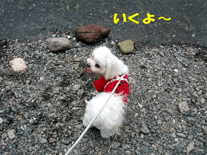 b0060071_029699.gif
