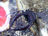 c0039153_054280.jpg