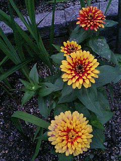 e0026017_2235211.jpg