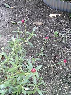 e0026017_2240969.jpg