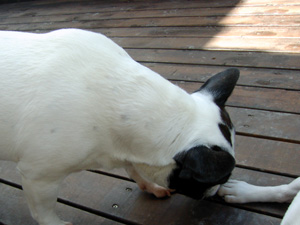 e0008833_119255.jpg
