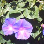 c0046340_1125590.jpg