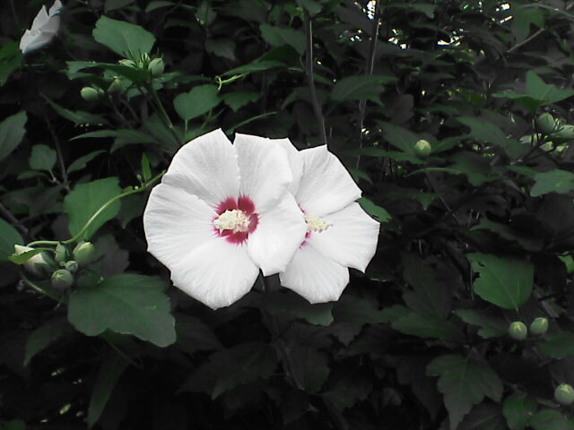 c0069380_13253674.jpg