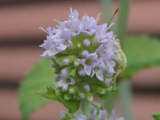 b0061107_914726.jpg
