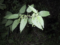 b0008366_1104336.jpg
