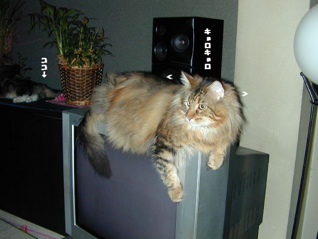 e0005545_15545345.jpg