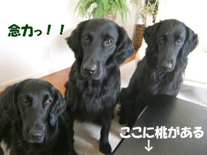 c0050400_19453287.jpg