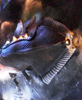 b0052471_05316.jpg
