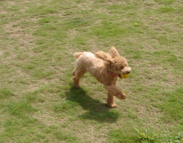 c0041207_930718.jpg