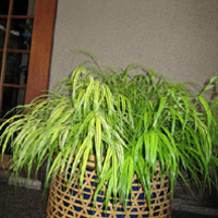d0033734_1545811.jpg