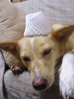 c0065643_11203659.jpg