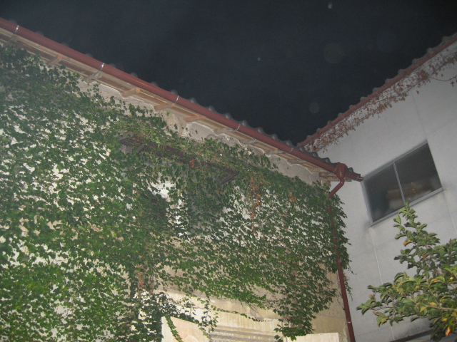 d0032604_7135249.jpg