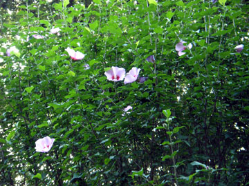 d0049135_21352489.jpg