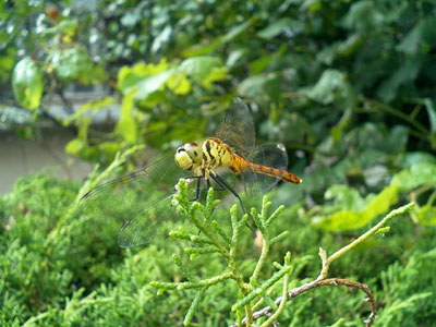 c0050264_111275.jpg