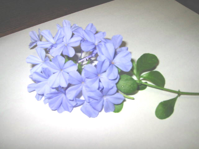 e0031572_9423721.jpg