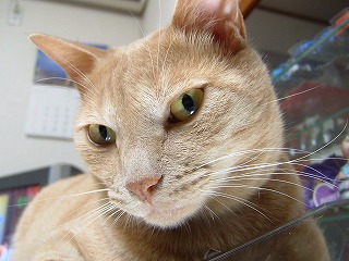 a0034419_1162955.jpg