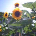 b0044726_911156.jpg