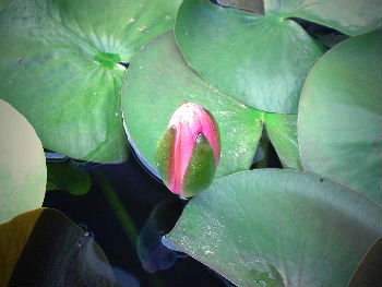 b0015260_20175868.jpg