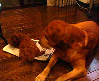 d0003996_21211650.jpg