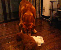 d0003996_2123981.jpg