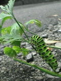 c0056903_1414778.jpg