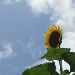 c0036617_9371149.jpg