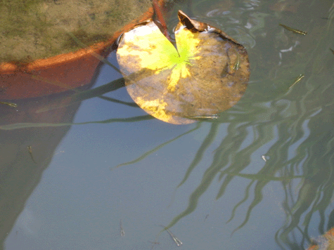 d0041124_1203022.gif