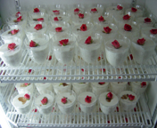 c0058653_22283787.jpg