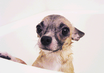c0019050_232744.gif