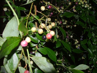 c0017259_1865823.jpg