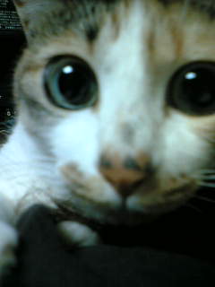 c0055665_436826.jpg