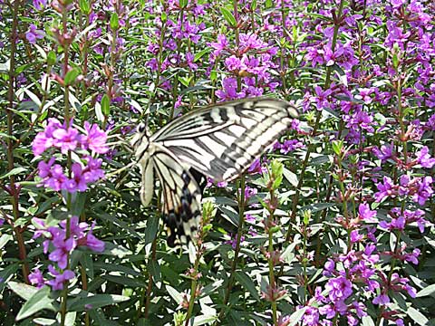 d0019169_22191051.jpg