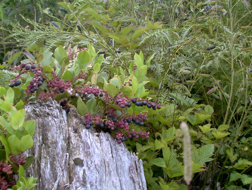 c0018716_21264137.jpg