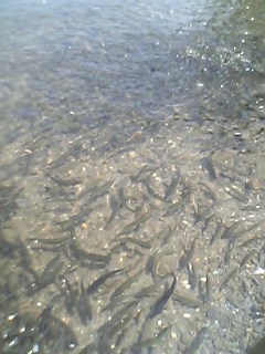 c0035962_11593393.jpg