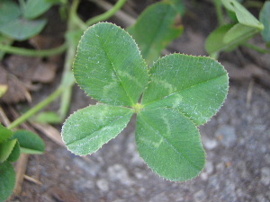 b0046210_1110541.jpg