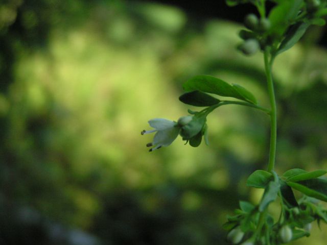 c0042869_1043579.jpg
