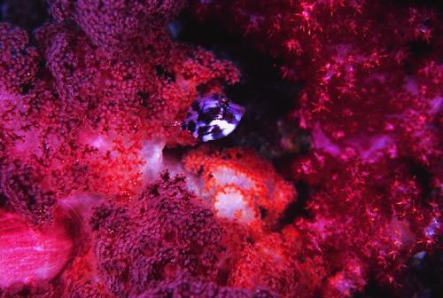 c0064907_17154187.jpg