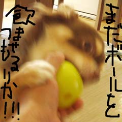 c0036617_1735029.jpg