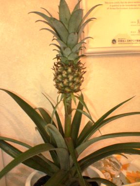 e0005887_1518171.jpg