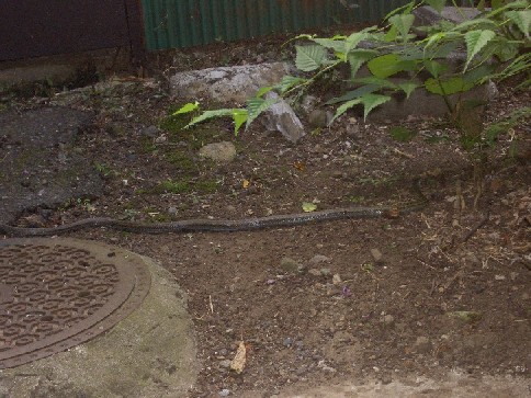 e0014199_1848515.jpg