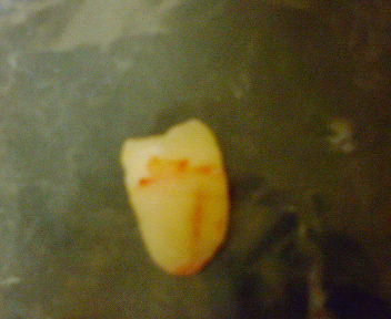 c0026025_1429037.jpg