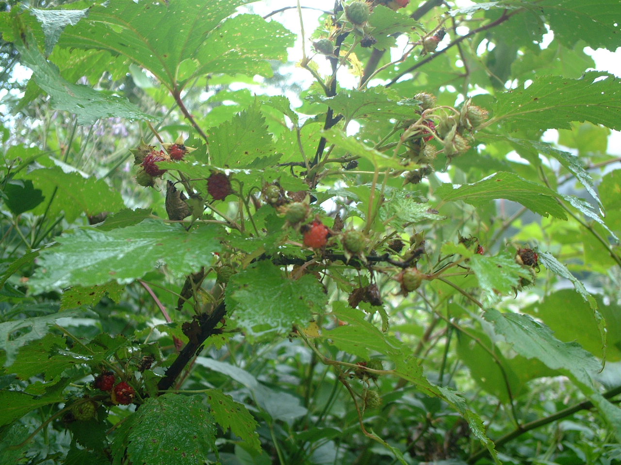 d0063563_2127157.jpg