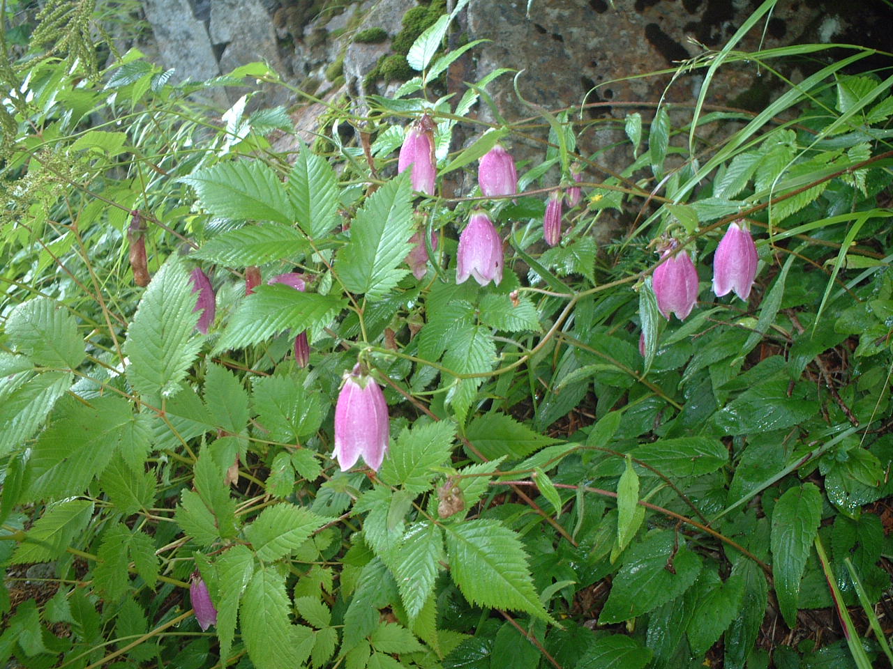 d0063563_2127435.jpg