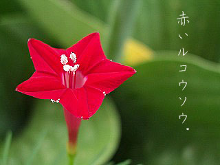 c0045882_10413425.jpg