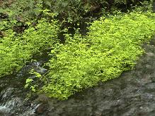 b0011185_11365221.jpg