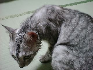 c0065287_04697.jpg